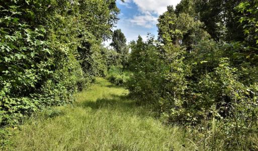 Photo #3 of SOLD property in Off Keene Road, Marion, SC 101.8 acres
