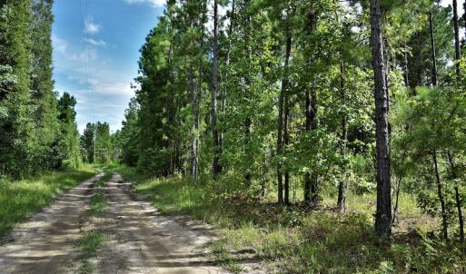 Photo #5 of SOLD property in Off Keene Road, Marion, SC 101.8 acres
