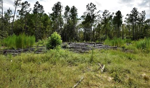 Photo #6 of SOLD property in Off Keene Road, Marion, SC 101.8 acres
