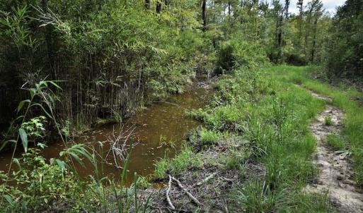 Photo #7 of SOLD property in Off Keene Road, Marion, SC 101.8 acres