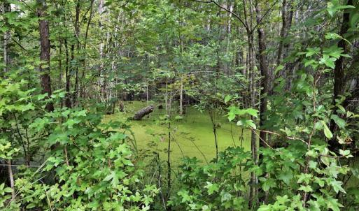 Photo #9 of SOLD property in Off Keene Road, Marion, SC 101.8 acres