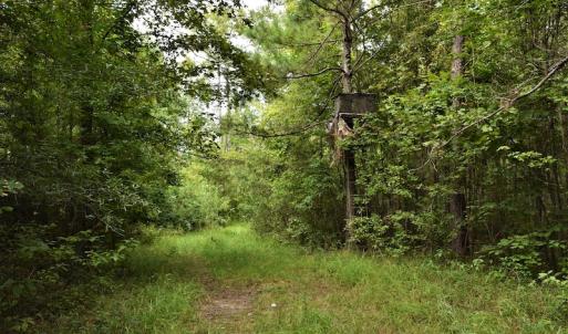 Photo #10 of SOLD property in Off Keene Road, Marion, SC 101.8 acres