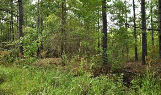 Photo #11 of SOLD property in Off Keene Road, Marion, SC 101.8 acres