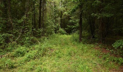 Photo #8 of SOLD property in Off Keene Road, Marion, SC 101.8 acres