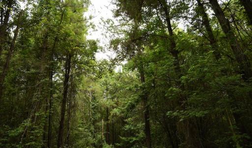 Photo #9 of SOLD property in Off Keene Road, Marion, SC 101.8 acres
