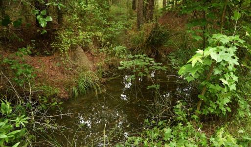 Photo #10 of SOLD property in Off Keene Road, Marion, SC 101.8 acres