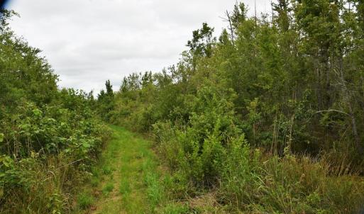 Photo #11 of SOLD property in Off Keene Road, Marion, SC 101.8 acres
