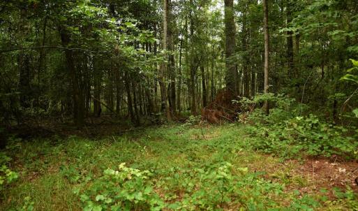 Photo #3 of SOLD property in Off Keene Road, Marion, SC 101.8 acres