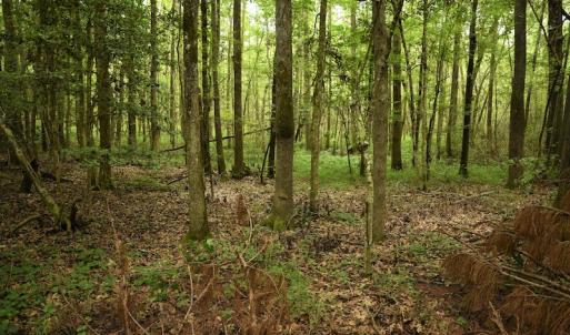 Photo #4 of SOLD property in Off Keene Road, Marion, SC 101.8 acres