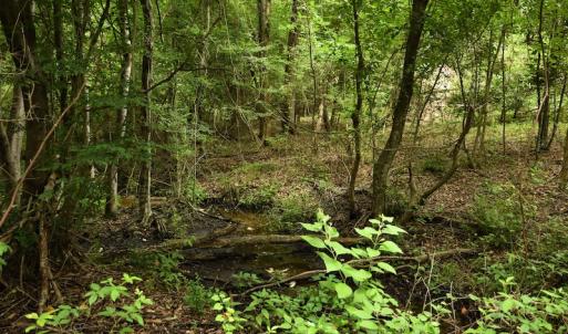 Photo #5 of SOLD property in Off Keene Road, Marion, SC 101.8 acres