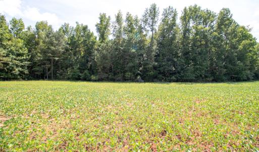 Photo #13 of Off Highway 258,  Rich Square , NC 27.8 acres