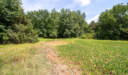 Photo #14 of Off Highway 258,  Rich Square , NC 27.8 acres