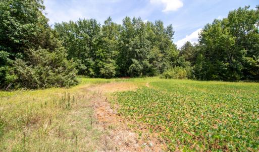 Photo #14 of SOLD property in Off Highway 258,  Rich Square, NC 27.8 acres