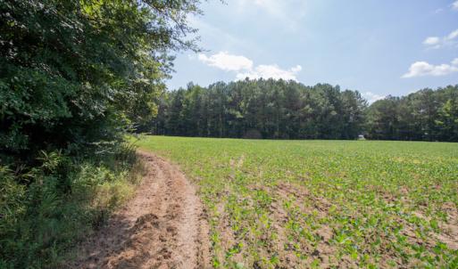 Photo #15 of Off Highway 258,  Rich Square , NC 27.8 acres