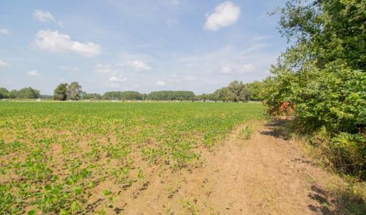 Photo #18 of Off Highway 258,  Rich Square , NC 27.8 acres