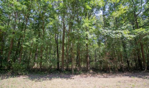 Photo #20 of Off Highway 258,  Rich Square , NC 27.8 acres
