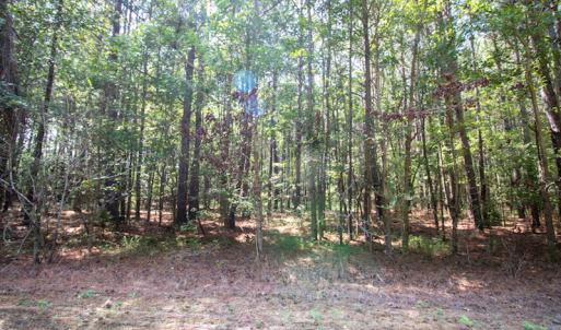 Photo #21 of Off Highway 258,  Rich Square , NC 27.8 acres