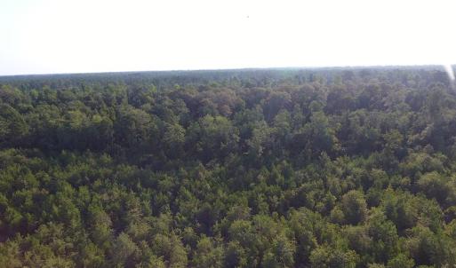 Photo #11 of Off John Owen Rd, White Oak, NC 18.6 acres