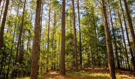Photo #11 of SOLD property in Off Hwy 24-27 W, Mt. Gilead, NC 46.1 acres