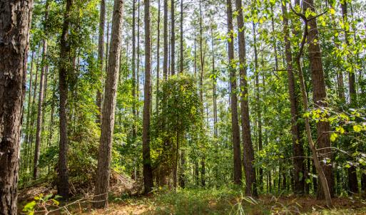 Photo #12 of SOLD property in Off Hwy 24-27 W, Mt. Gilead, NC 46.1 acres
