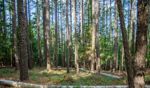 Photo #13 of SOLD property in Off Hwy 24-27 W, Mt. Gilead, NC 46.1 acres