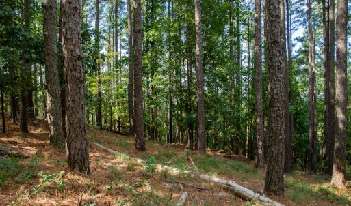 Photo #14 of SOLD property in Off Hwy 24-27 W, Mt. Gilead, NC 46.1 acres