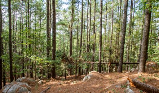 Photo #19 of SOLD property in Off Hwy 24-27 W, Mt. Gilead, NC 46.1 acres