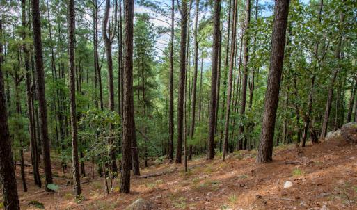 Photo #21 of SOLD property in Off Hwy 24-27 W, Mt. Gilead, NC 46.1 acres