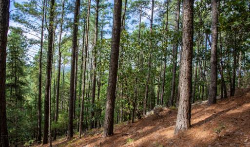 Photo #22 of SOLD property in Off Hwy 24-27 W, Mt. Gilead, NC 46.1 acres