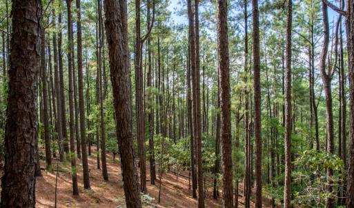 Photo #23 of SOLD property in Off Hwy 24-27 W, Mt. Gilead, NC 46.1 acres