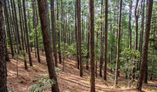 Photo #24 of SOLD property in Off Hwy 24-27 W, Mt. Gilead, NC 46.1 acres