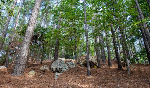 Photo #25 of SOLD property in Off Hwy 24-27 W, Mt. Gilead, NC 46.1 acres