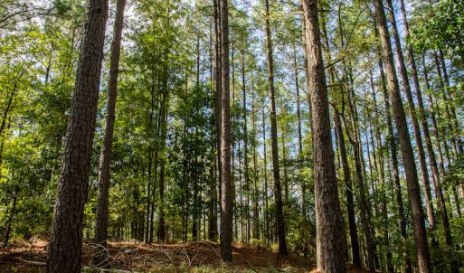 Photo #27 of SOLD property in Off Hwy 24-27 W, Mt. Gilead, NC 46.1 acres