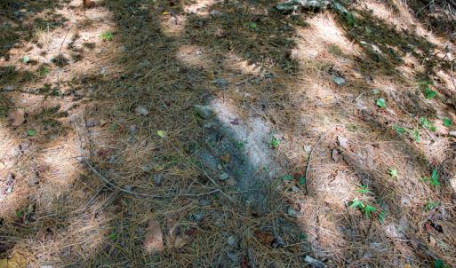 Photo #30 of SOLD property in Off Hwy 24-27 W, Mt. Gilead, NC 46.1 acres