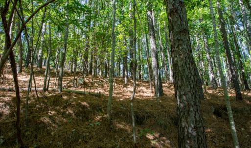 Photo #32 of SOLD property in Off Hwy 24-27 W, Mt. Gilead, NC 46.1 acres