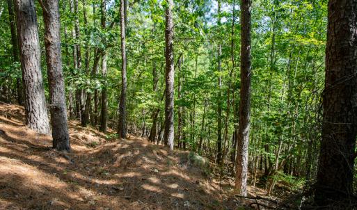 Photo #33 of SOLD property in Off Hwy 24-27 W, Mt. Gilead, NC 46.1 acres