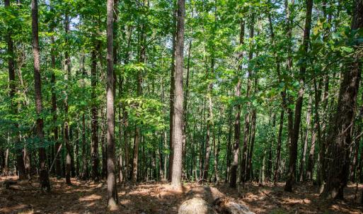 Photo #35 of SOLD property in Off Hwy 24-27 W, Mt. Gilead, NC 46.1 acres