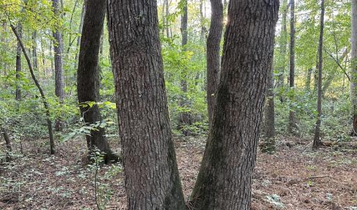 Photo #11 of 545 Holly Grove School Road, West End, NC 1.0 acres