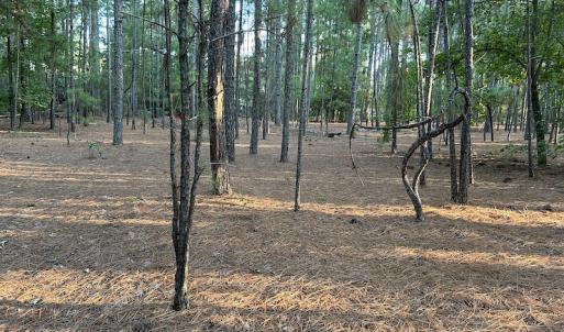 Photo #16 of 545 Holly Grove School Road, West End, NC 1.0 acres