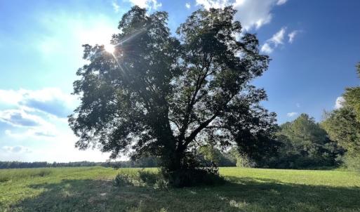 Photo #22 of Off Willis Pinnell Road , Norlina, NC 2.9 acres