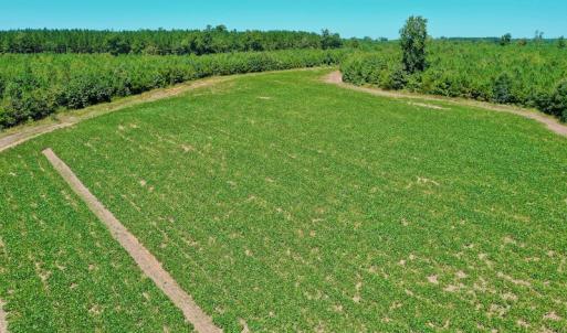 Photo #11 of SOLD property in Off Dennis Harris Rd, Macon, NC 138.1 acres