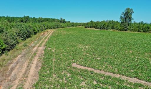 Photo #23 of SOLD property in Off Dennis Harris Rd, Macon, NC 138.1 acres
