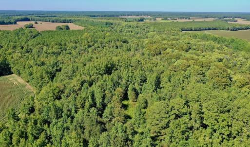 Photo #13 of Off Hwy 305, Rich Square, NC 30.1 acres