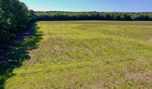 Photo #23 of Off Hwy 305, Rich Square, NC 30.1 acres