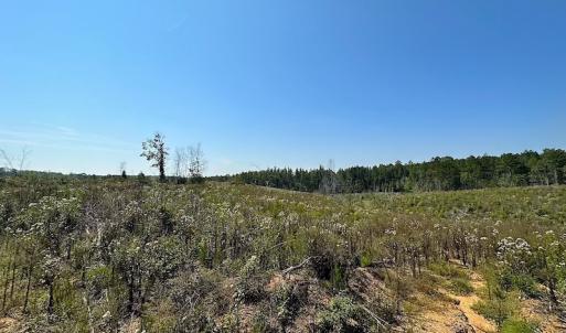 Photo #12 of SOLD property in Off Renrut Rd , Lunenburg, VA 87.0 acres