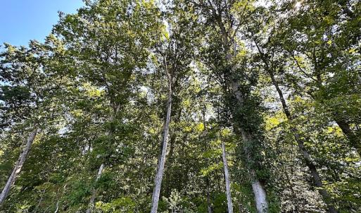 Photo #17 of SOLD property in Off Renrut Rd , Lunenburg, VA 87.0 acres