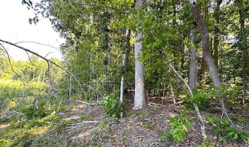 Photo #18 of SOLD property in Off Renrut Rd , Lunenburg, VA 87.0 acres