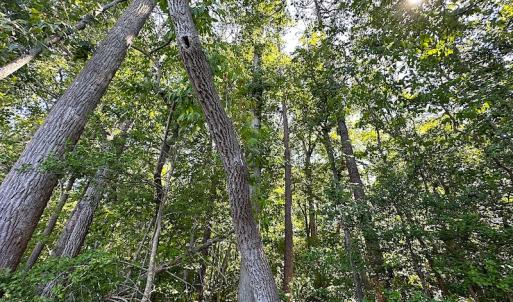 Photo #19 of SOLD property in Off Renrut Rd , Lunenburg, VA 87.0 acres
