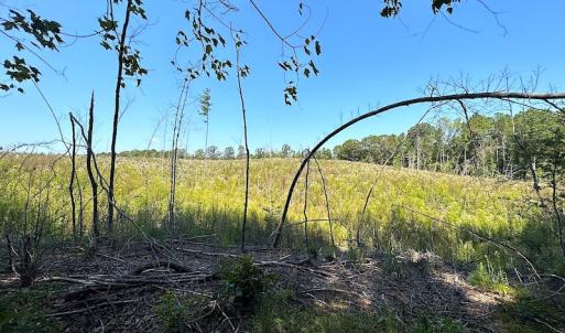 Photo #20 of SOLD property in Off Renrut Rd , Lunenburg, VA 87.0 acres
