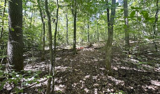 Photo #23 of SOLD property in Off Renrut Rd , Lunenburg, VA 87.0 acres